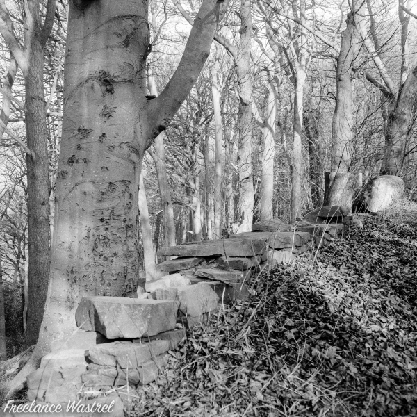 Swinney Wood Belper